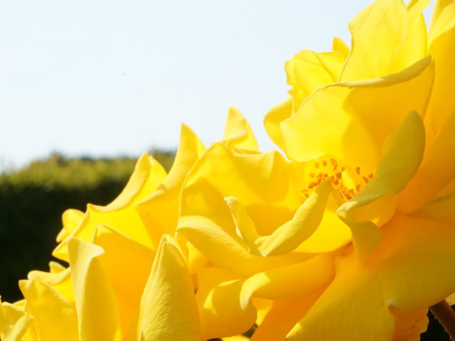 ガーデンウェディング 世界にひとつしかない結婚式を